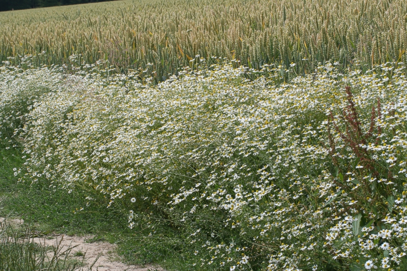 Ackerrandstreifen mit blhender Kamille